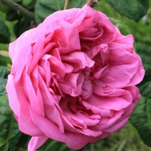 Vendita, rose rose centifolie - rosa - Rosa Bullata - rosa intensamente profumata - Duhamel - Le foglie di questa rosa sono simili alle foglie della lattuga del giardino. Questo fogliame conferisce alla pianta un aspetto speciale dopo la fioritura.